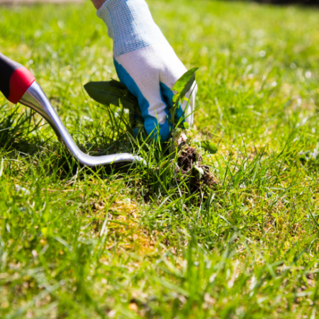 Manual Lawn Weeding Service