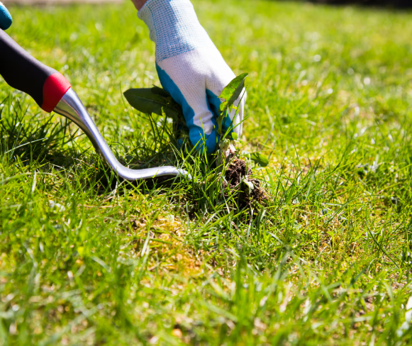 Manual Lawn Weeding Service