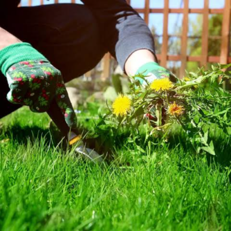 Plant-Based Weed Suppression Spray Service