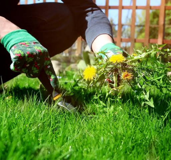 Plant-Based Weed Suppression Spray Service