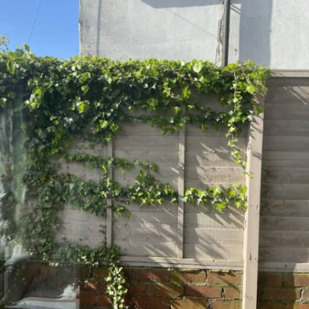 Overgrown Yard Restoration Service