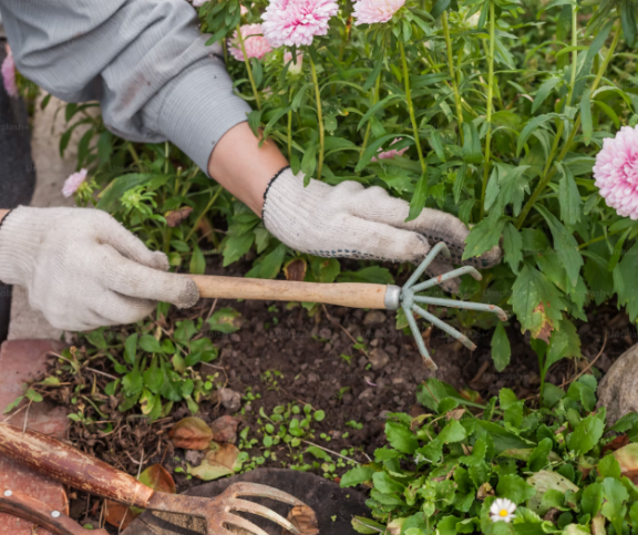 Vegetable Garden Physical Weeding Service